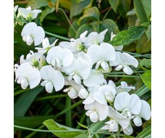 Pronkerwt - Lathyrus latifolius 'White Pearl'
