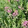 Pronkerwt - Lathyrus latifolius 'Pink Pearl'