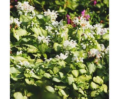 Dovenetel - Lamium maculatum 'White Nancy'