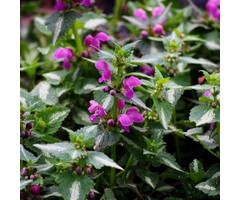 Dovenetel - Lamium maculatum 'Shell Pink'
