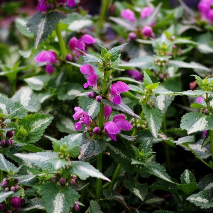 Dovenetel - Lamium maculatum 'Shell Pink'