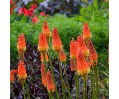 Vuurpijl - Kniphofia 'Royal Standard'