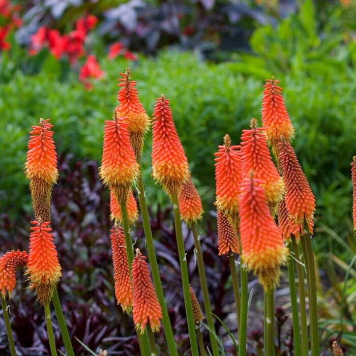 Vuurpijl - Kniphofia 'Royal Standard'