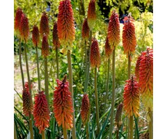 Vuurpijl - Kniphofia 'Alcazar'
