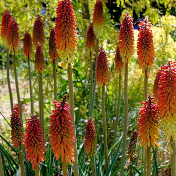 Vuurpijl - Kniphofia 'Alcazar'