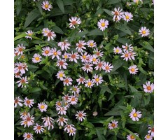 Zomeraster - Kalimeris incisa 'Alba'