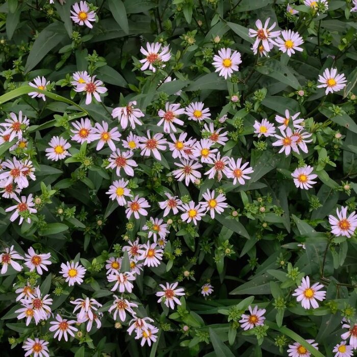 Zomeraster - Kalimeris incisa 'Alba'