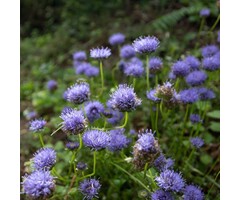 Zandblauwtje - Jasione laevis 'Blaulicht'