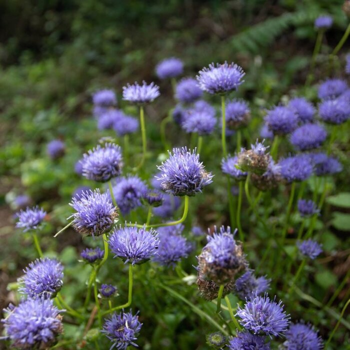 Zandblauwtje - Jasione laevis 'Blaulicht'