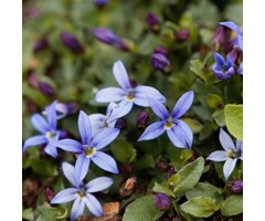 Isotoma - Isotoma fluviatilis