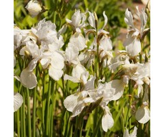 Siberische lis - Iris sibirica 'Snow Queen'