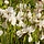 Siberische lis - Iris sibirica 'Snow Queen'