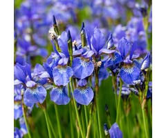 Siberische lis - Iris sibirica 'Bleu King'