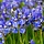 Siberische lis - Iris sibirica 'Bleu King'