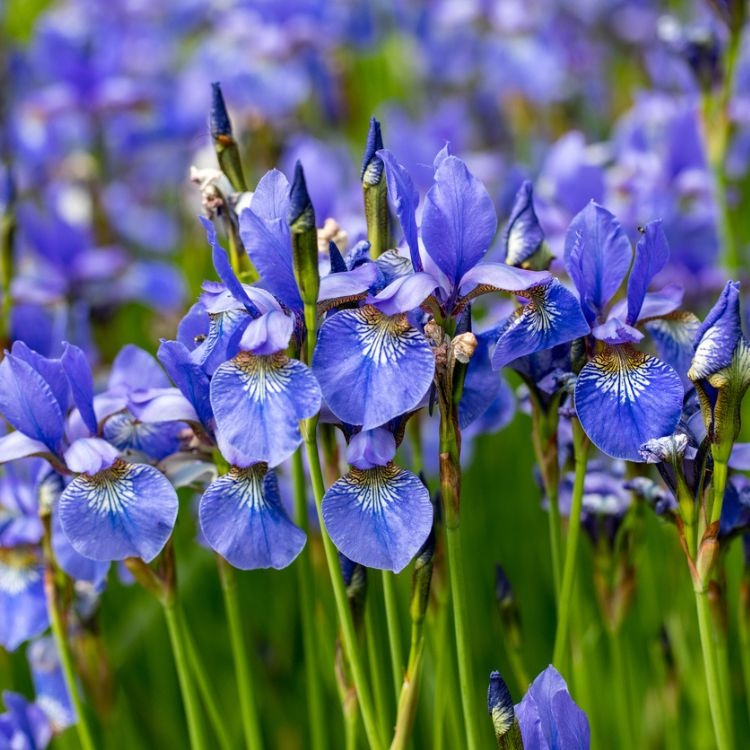 Siberische lis - Iris sib. 'Perry's Blue'