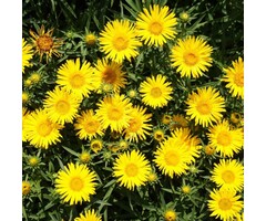 Alant - Inula ensifolia