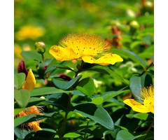 Hertshooi - Hypericum calycinum