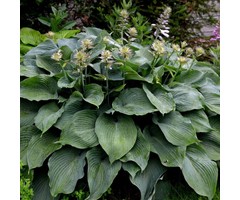 Hartlelie - Hosta 'Halcyon'