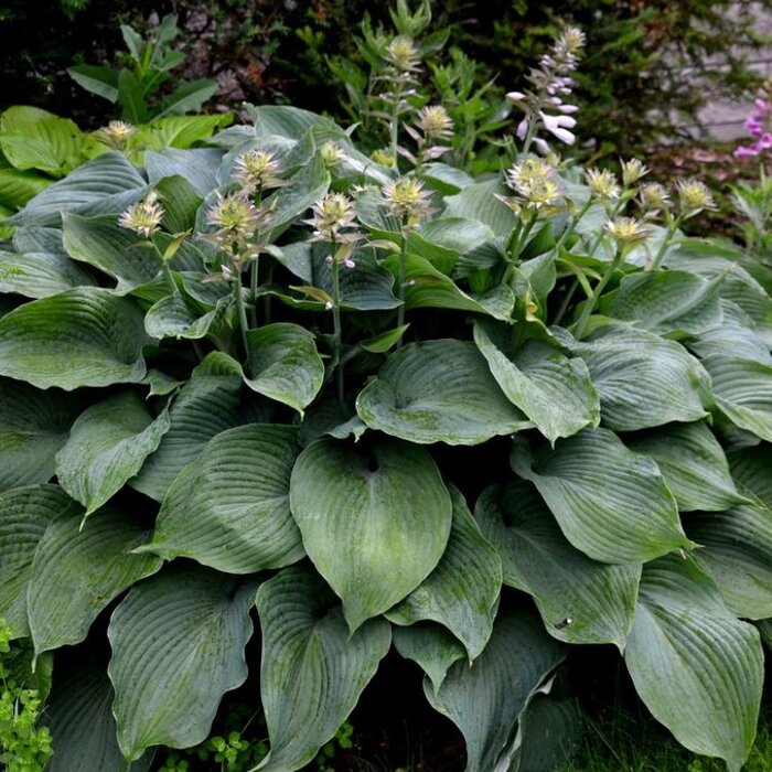Hartlelie - Hosta 'Halcyon'