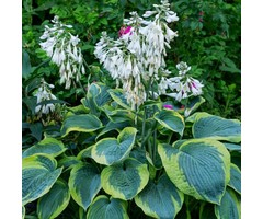 Hartlelie - Hosta' Fortunei Aureomarginata'