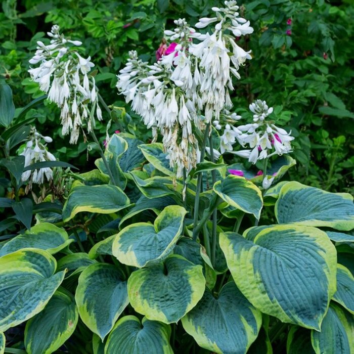 Hartlelie - Hosta' Fortunei Aureomarginata'