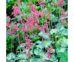 Purperklokje - Heuchera sanguinea 'Splendens'