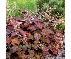 Purperklokje - Heuchera micrantha 'Palace Purple'