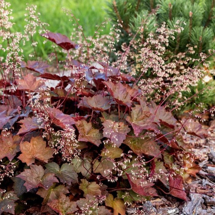 Purperklokje - Heuchera micrantha 'Palace Purple'