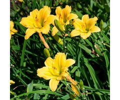 Daglelie - Hemerocallis 'Stella de Oro'