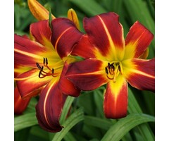 Daglelie - Hemerocallis 'Sammy Russell'
