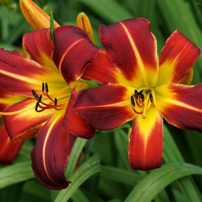 Daglelie - Hemerocallis 'Sammy Russell'