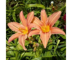Daglelie - Hemerocallis 'Pink Damask'