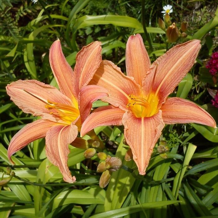 Daglelie - Hemerocallis 'Pink Damask'