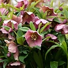 Kerstroos - Helleborus orientalis