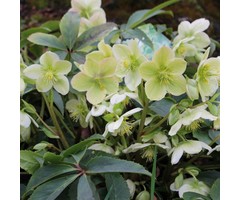 Kerstroos - Helleborus niger