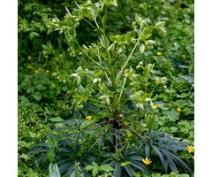 Nieskruid - Helleborus foetidus