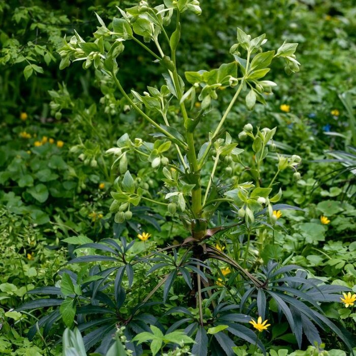 Nieskruid - Helleborus foetidus