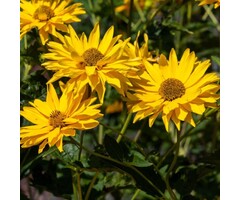 Zonneoog - Heliopsis helianthoides 'Summer Sun'
