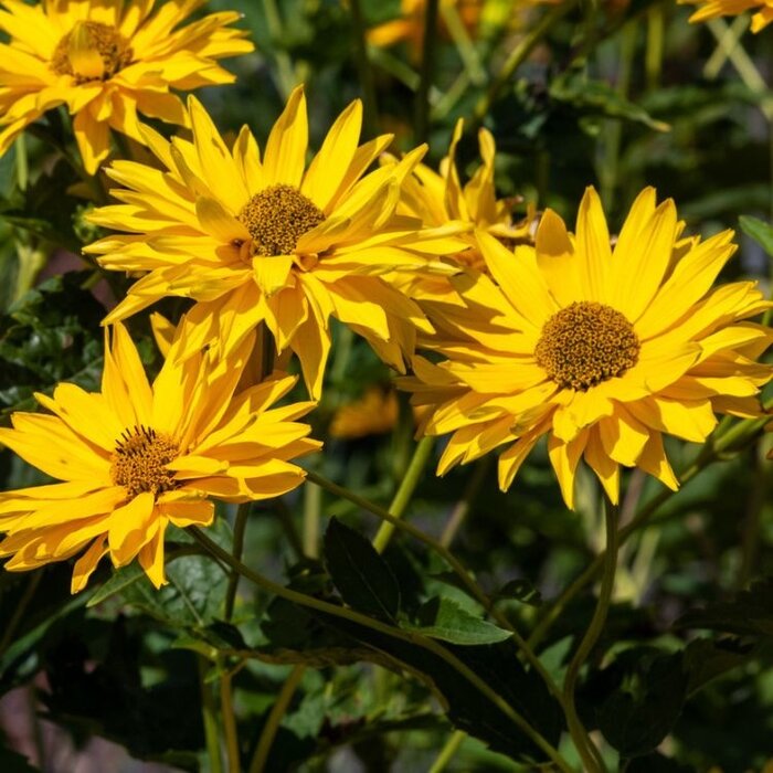 Zonneoog - Heliopsis helianthoides 'Summer Sun'