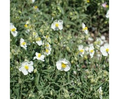 Zonneroosje - Helianthemum 'The Bride'