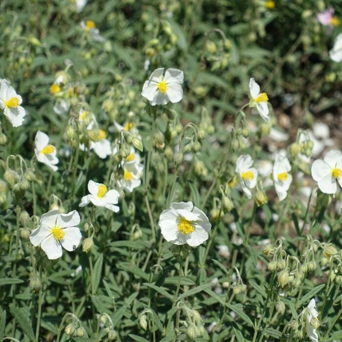 Zonneroosje - Helianthemum 'The Bride'
