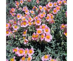 Zonneroosje - Helianthemum 'Lawrenson's Pink'