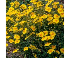 Zonneroosje - Helianthemum 'Golden Queen'