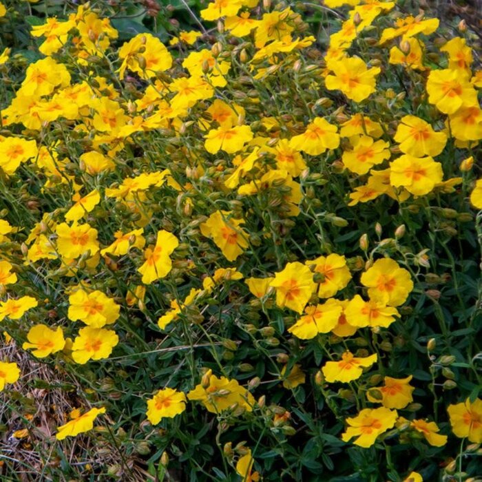 Zonneroosje - Helianthemum 'Golden Queen'
