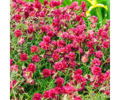 Zonneroosje - Helianthemum 'Cerise Queen'