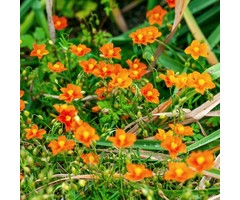 Zonneroosje - Helianthemum 'Bronzeteppich'