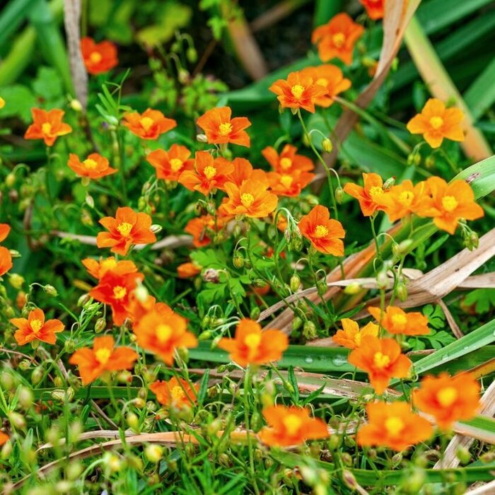Zonneroosje - Helianthemum 'Bronzeteppich'