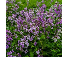 Zonnekruid - Hesperis matrionalis