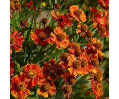 Zonnekruid - Helenium 'Moerheim Beauty'