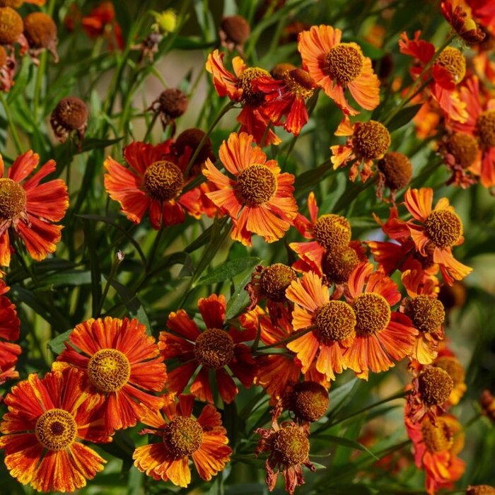 Zonnekruid - Helenium 'Moerheim Beauty'